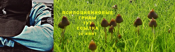 PSILOCYBIN Переславль-Залесский